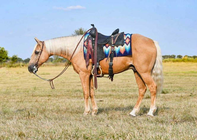 Image for Interstate Regional Stockyards Horse Sale - Cuba, Missouri WEDNESDAY SEPTEMBER 24TH