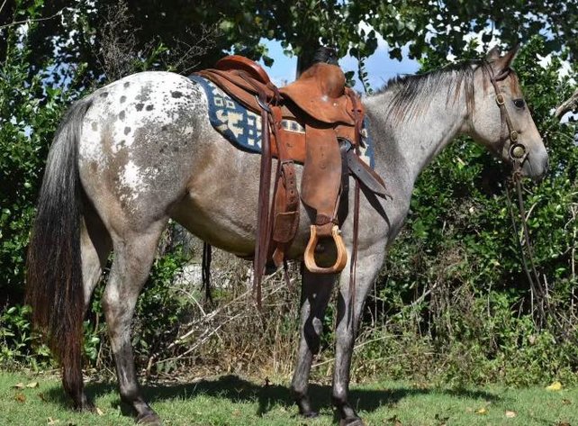 Image for Corsica Horse Sales *COLT SPECIAL & Catalog Sale   SATURDAY, OCTOBER 4TH - Corsica, South Dakota