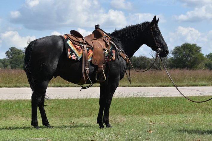 Image for Corsica Horse Sales *COLT SPECIAL & Catalog Sale   SATURDAY, OCTOBER 4TH - Corsica, South Dakota