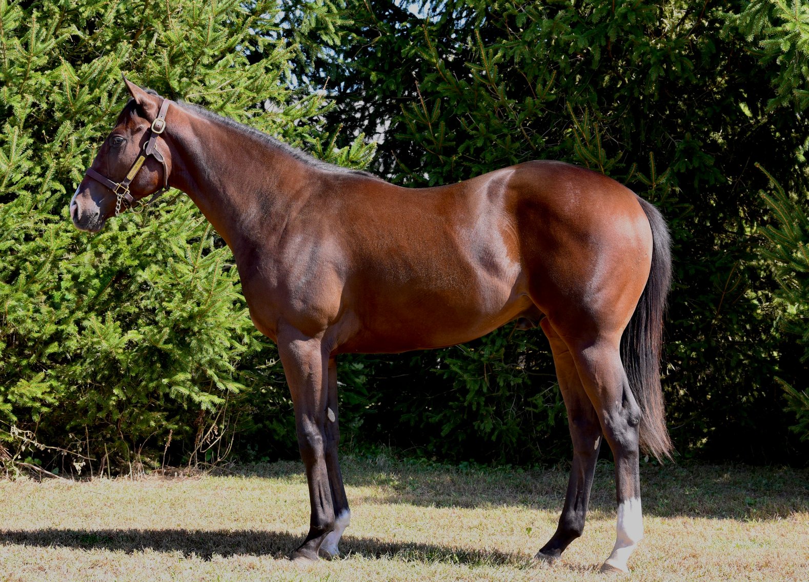 Image for ITOBA 2025 Fall Yearling Auction & Paddock Sale - SATURDAY OCTOBER 11TH - Shelbyville, Indiana