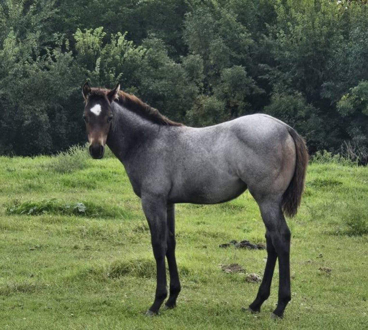Image for Jackson Livestock Exchange Fall Roundup Catalog Colt & Horse Sale - SUNDAY, OCTOBER 5TH - Jackson, MN