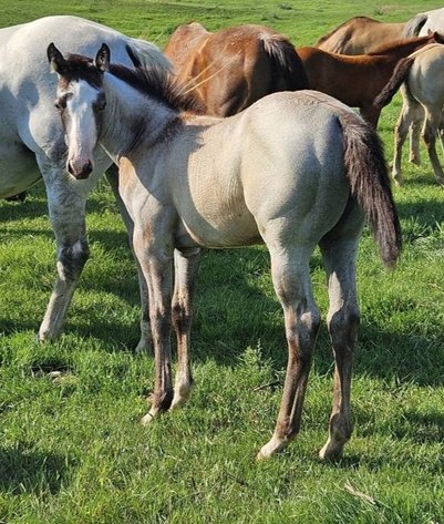 Image for Jackson Livestock Exchange Fall Roundup Catalog Colt & Horse Sale - SUNDAY, OCTOBER 5TH - Jackson, MN