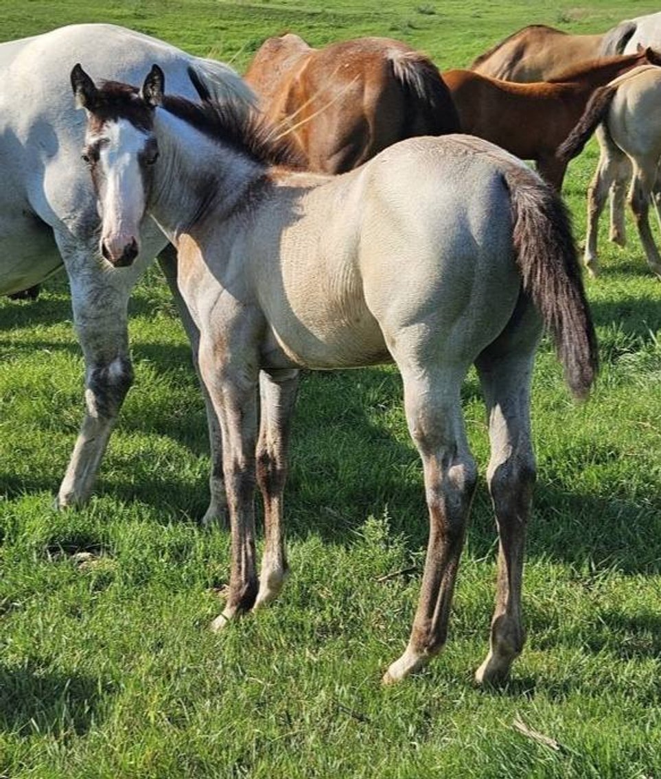 Image for Jackson Livestock Exchange Fall Roundup Catalog Colt & Horse Sale - SUNDAY, OCTOBER 5TH - Jackson, MN