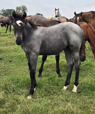 Image for Jackson Livestock Exchange Fall Roundup Catalog Colt & Horse Sale - SUNDAY, OCTOBER 5TH - Jackson, MN