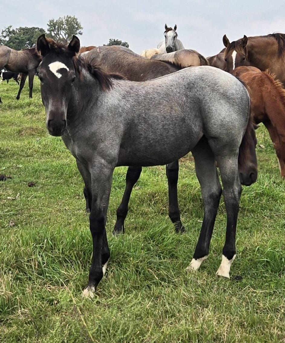 Image for Jackson Livestock Exchange Fall Roundup Catalog Colt & Horse Sale - SUNDAY, OCTOBER 5TH - Jackson, MN