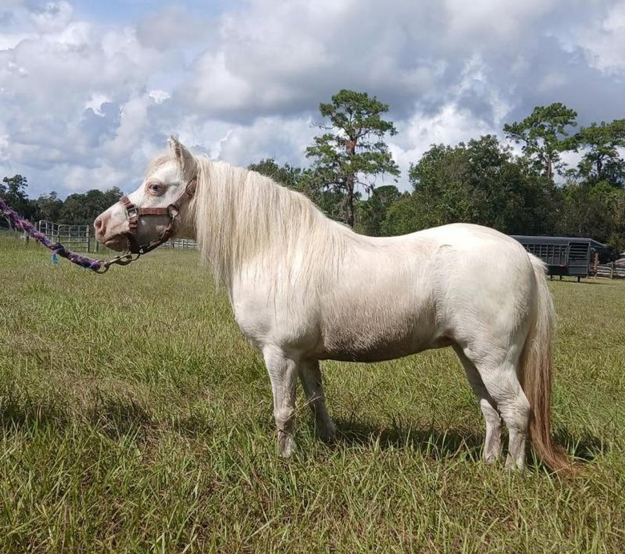 Image for Southwest Horse Sale Fall Catalog Sale - SATURDAY OCTOBER 25TH - Bush, LA