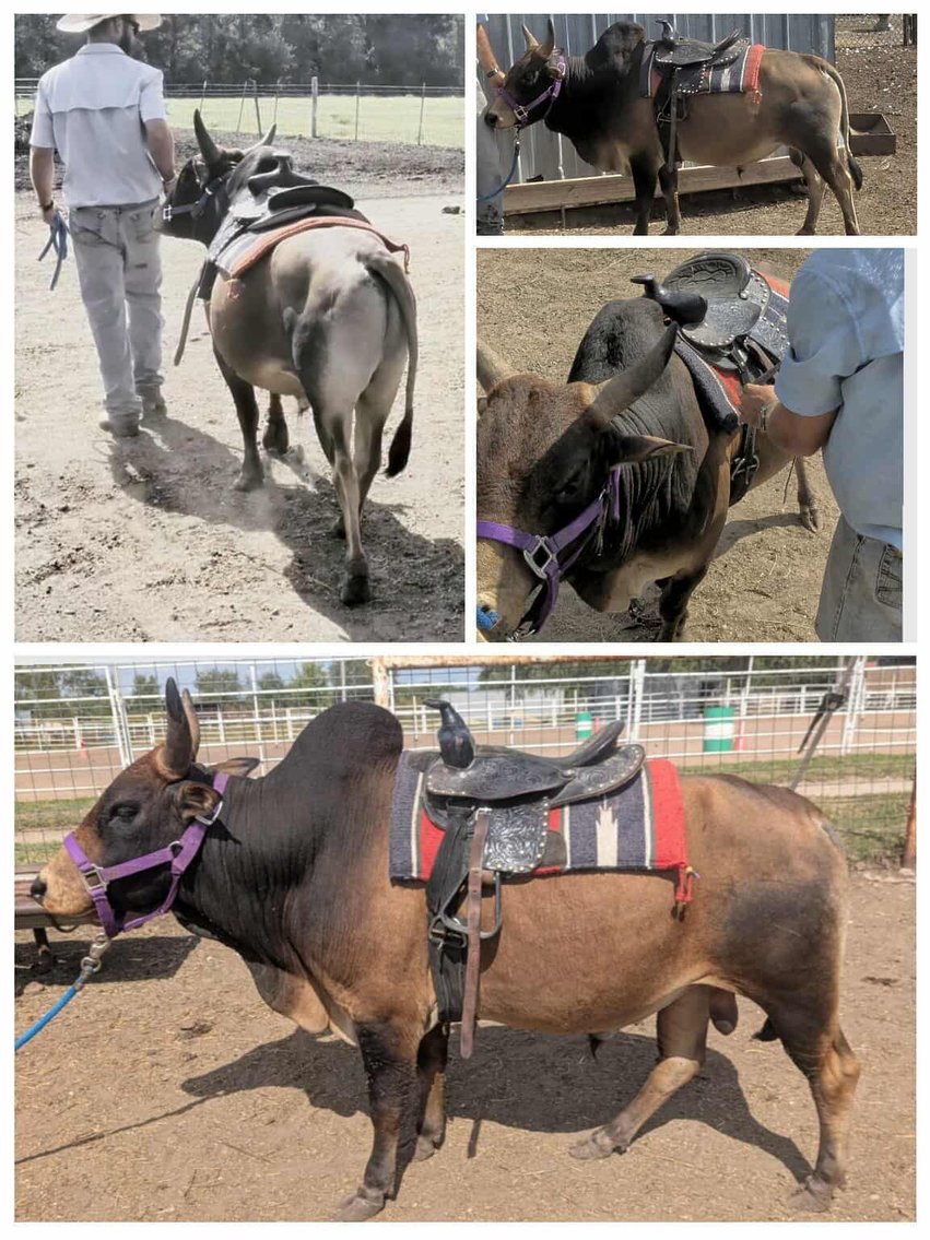 Image for Reno County Stockyards Horse Sale WEDNESDAY, OCTOBER 8TH - South Hutchinson, KS