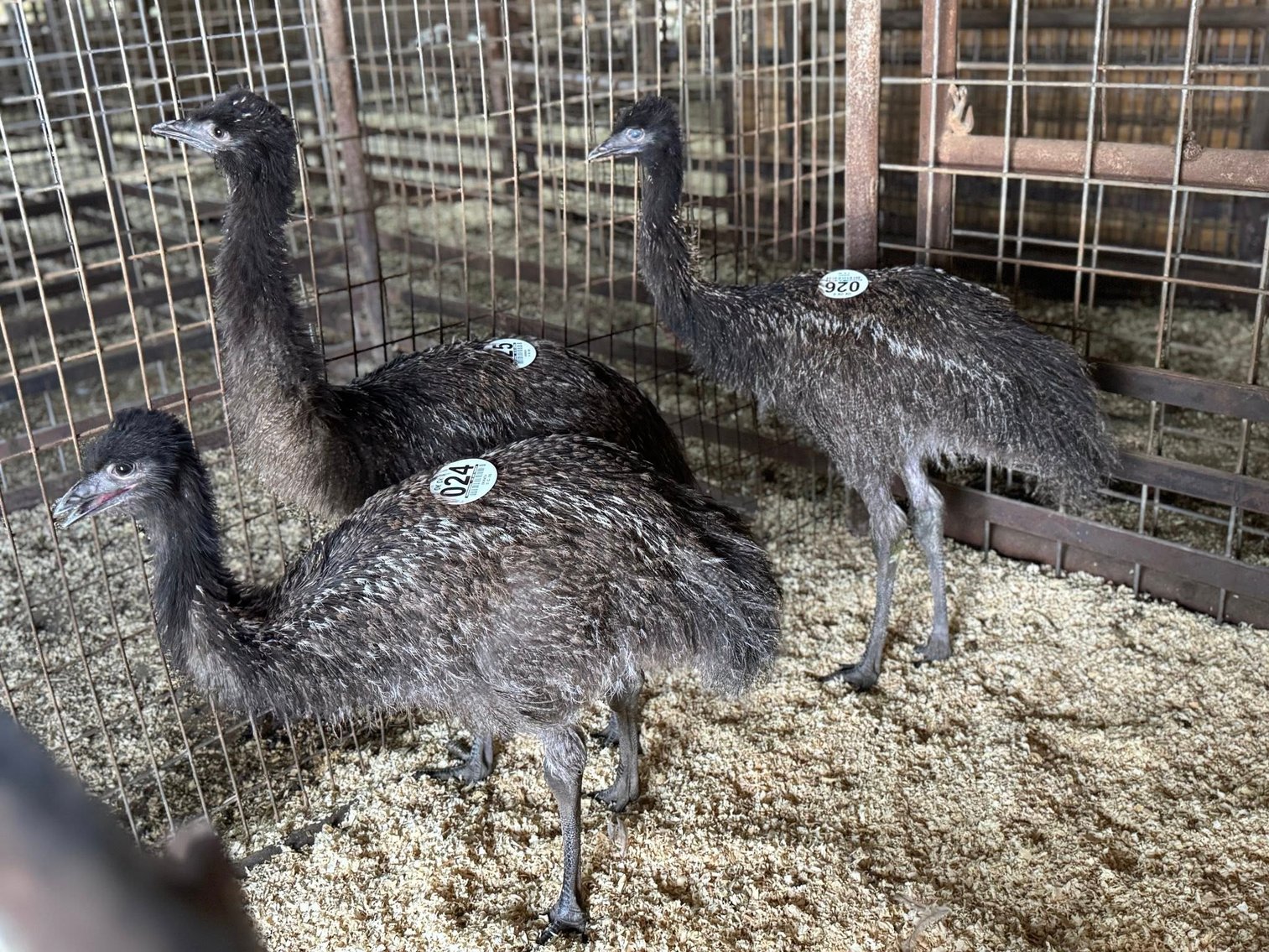 Image for Jones Livestock Auction THURSDAY OCTOBER 2ND -  Jones, Oklahoma