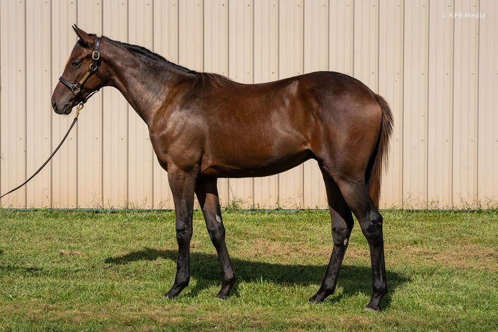 Image for ITOBA 2025 Fall Yearling Auction & Paddock Sale - SATURDAY OCTOBER 11TH - Shelbyville, Indiana