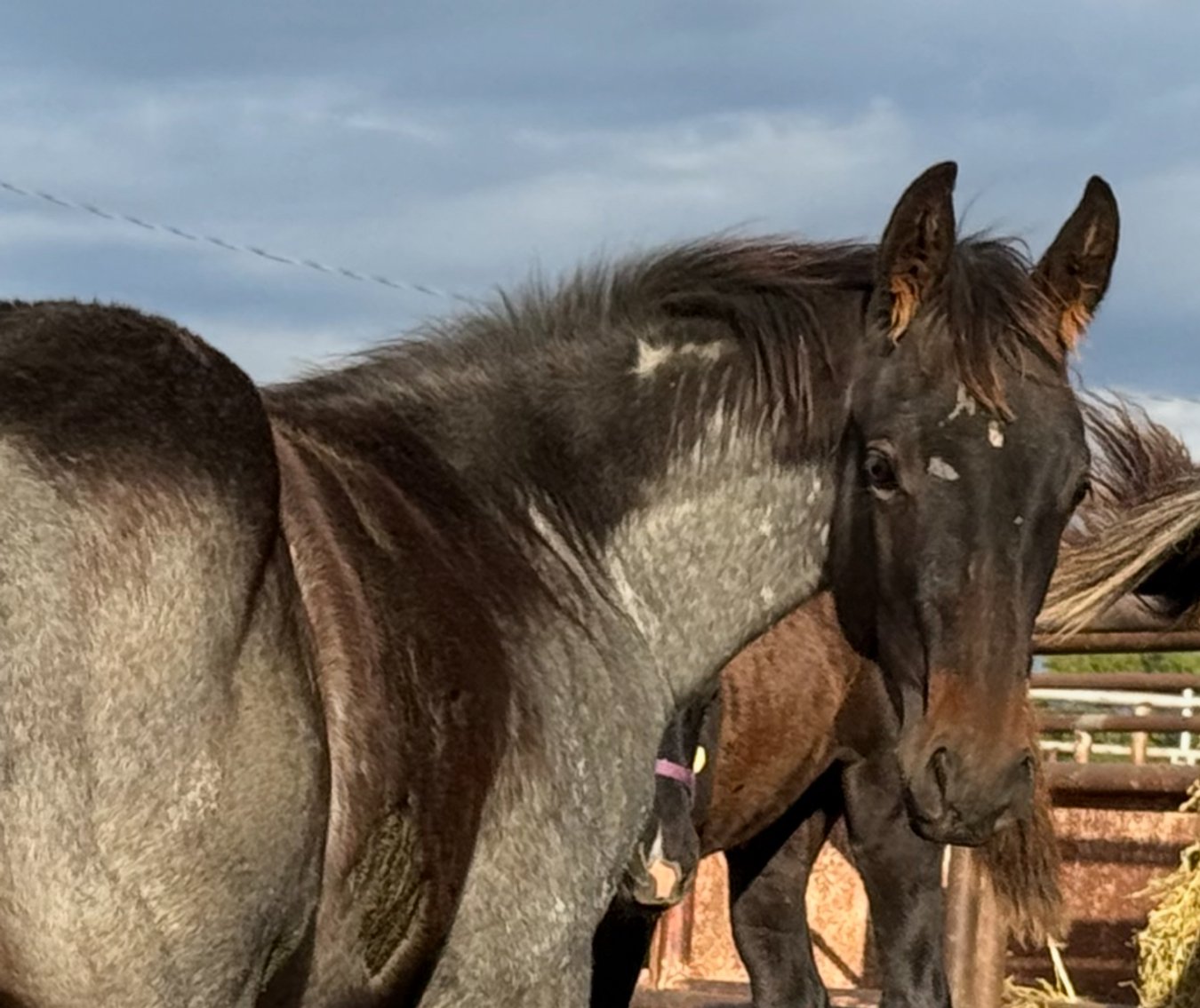 Image for Jones Livestock Auction FALL ROUNDUP SPECIAL HORSE & TACK SALE!   SATURDAY, OCTOBER 11TH!