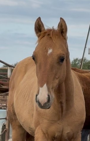 Image for Jones Livestock Auction FALL ROUNDUP SPECIAL HORSE & TACK SALE!   SATURDAY, OCTOBER 11TH!
