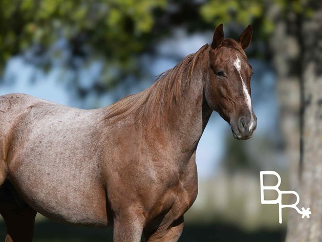 Image for Interstate Regional Stockyards Horse Sale - Cuba, Missouri WEDNESDAY OCTOBER 15TH