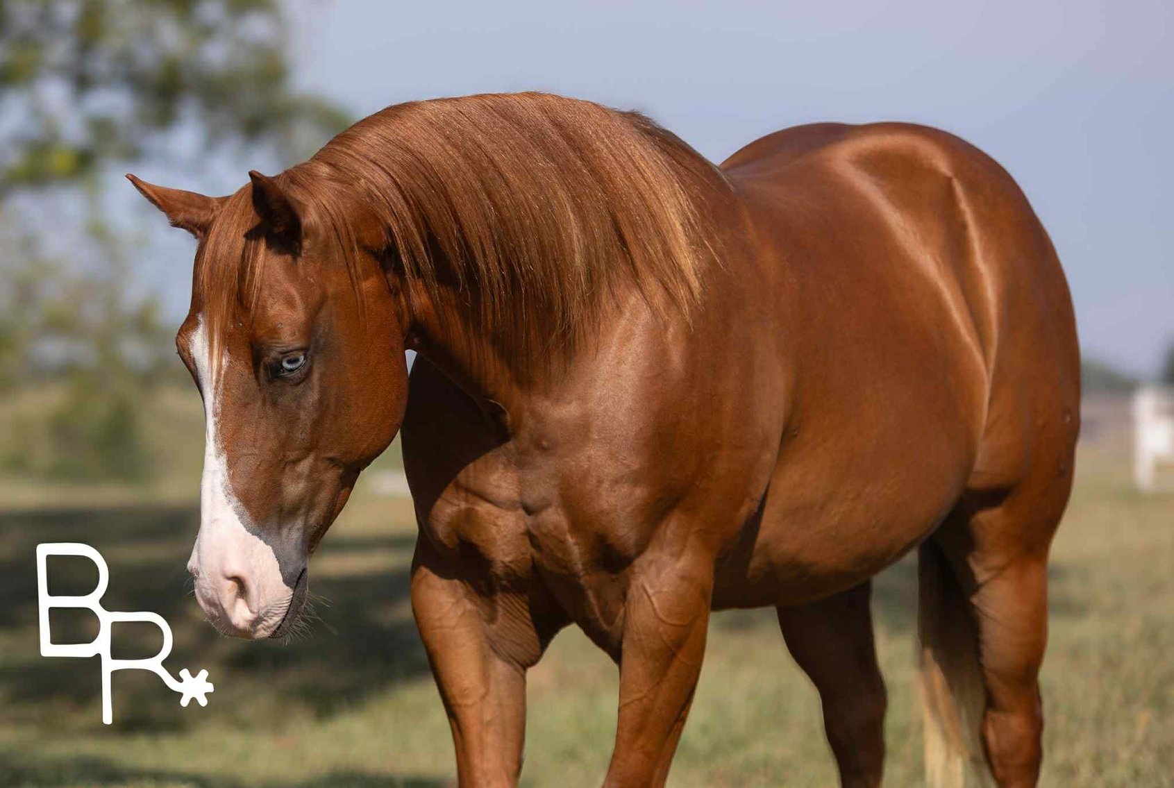 Image for Interstate Regional Stockyards Horse Sale - Cuba, Missouri WEDNESDAY OCTOBER 15TH