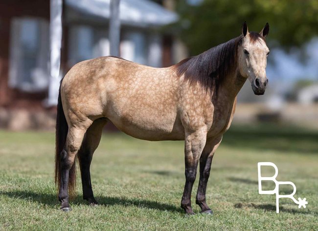 Image for Interstate Regional Stockyards Horse Sale - Cuba, Missouri WEDNESDAY OCTOBER 15TH