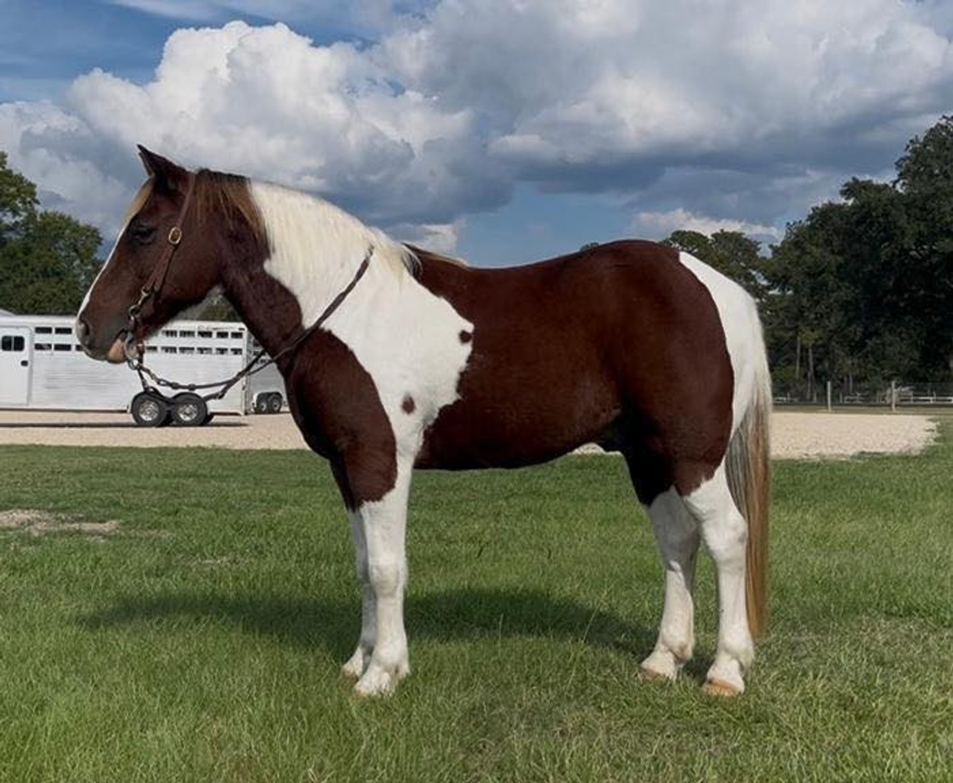 Image for Southwest Horse Sale Fall Catalog Sale - SATURDAY OCTOBER 25TH - Bush, LA