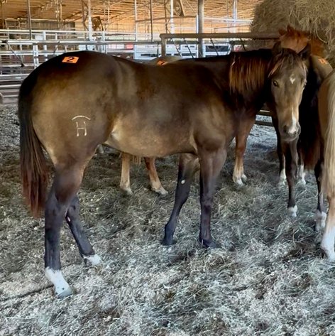 Image for Mize Horse Sale  - SATURDAY, OCTOBER 18TH - Mize, Mississippi