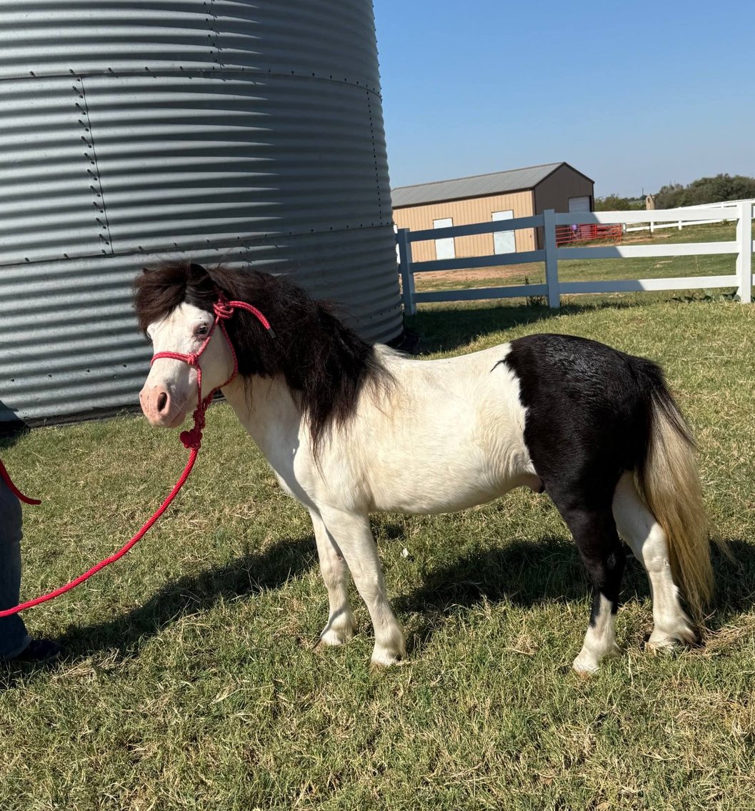 Image for Colfax Horse Sale - SUNDAY, OCTOBER 19TH - Colfax, Iowa