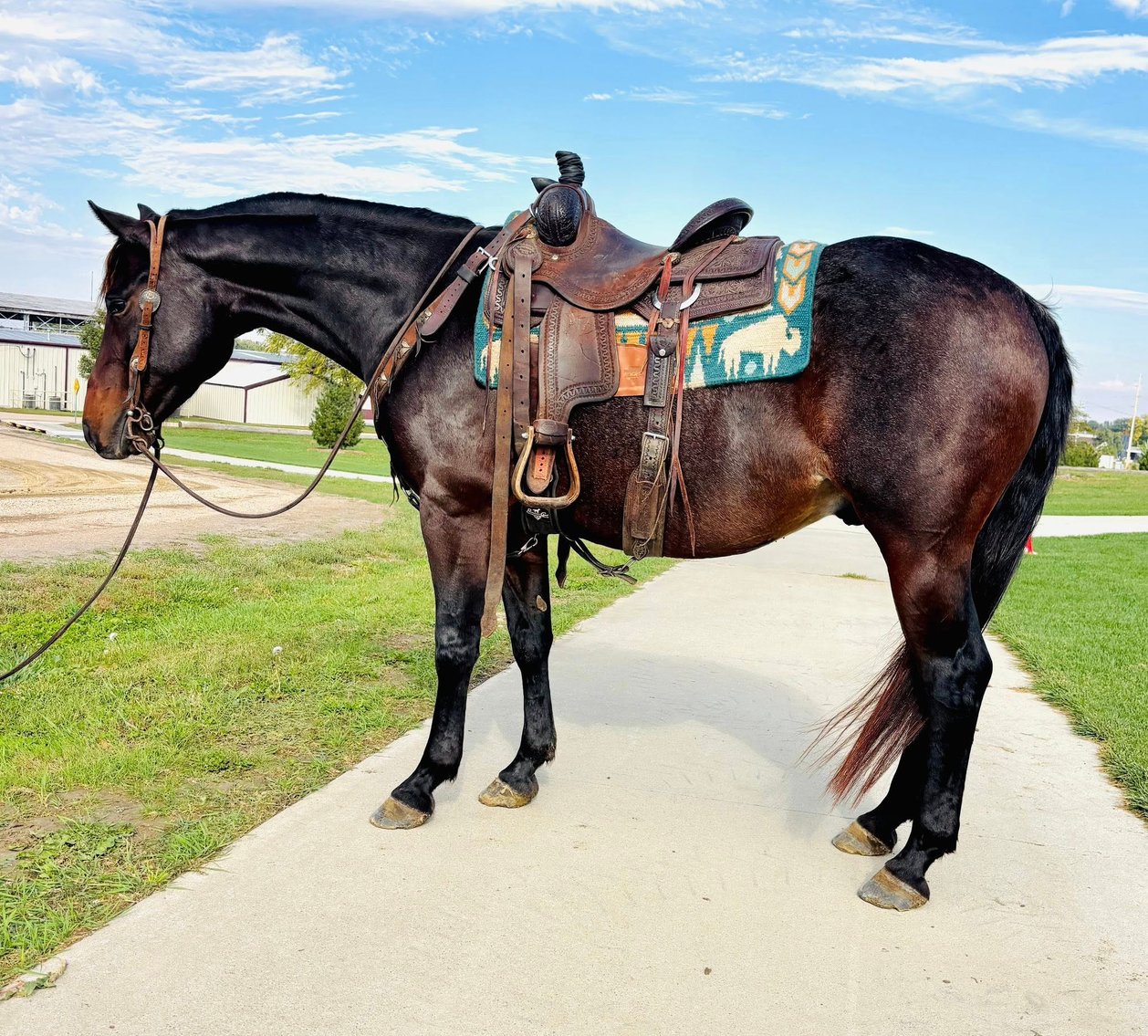 Image for Shamrock Livestock Market Horse Sale - WEDNESDAY, OCTOBER 22ND - O'Neill, Nebraska