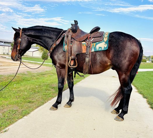 Image for Shamrock Livestock Market Horse Sale - WEDNESDAY, OCTOBER 22ND - O'Neill, Nebraska