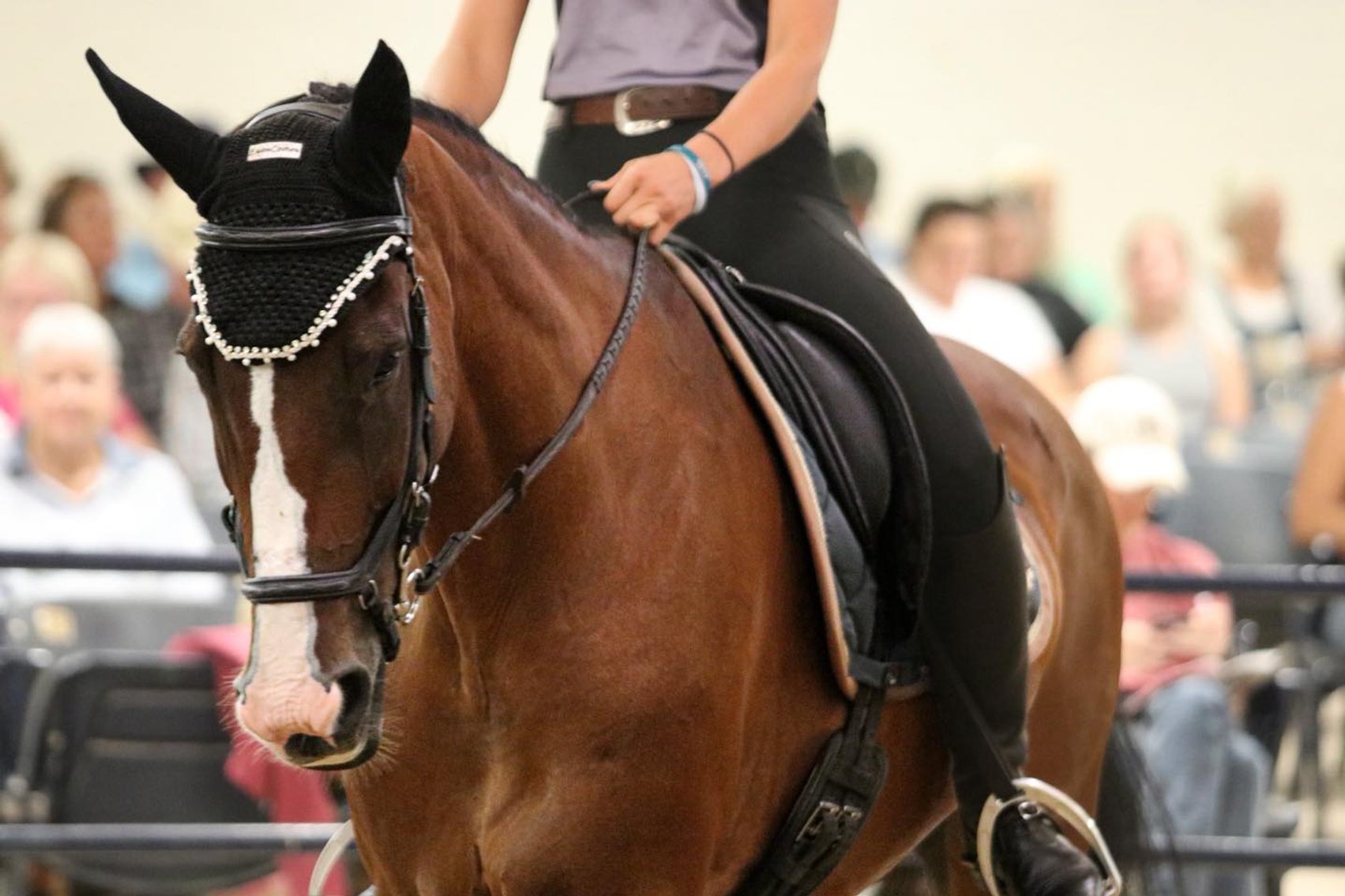 Image for Ocala Horse Sale - Saturday, November 8th - Ocala, Florida