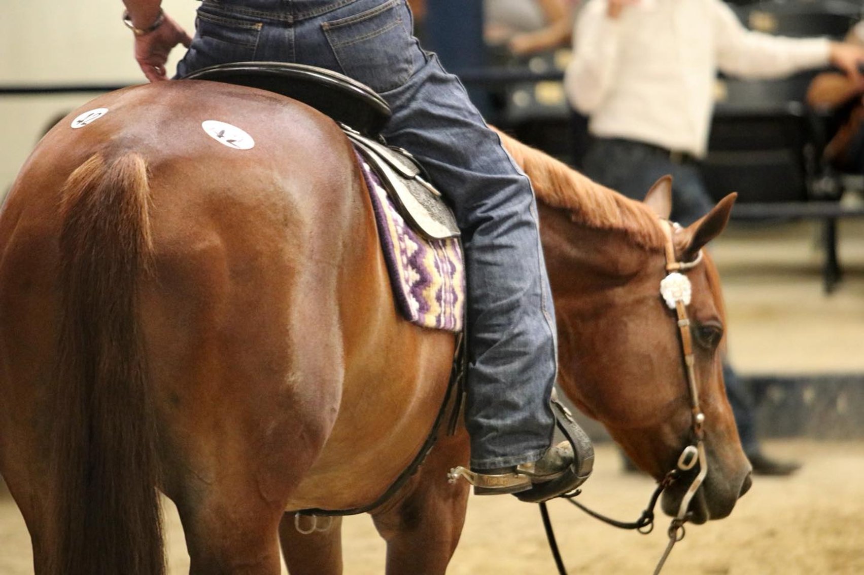 Image for Ocala Horse Sale - Saturday, November 8th - Ocala, Florida