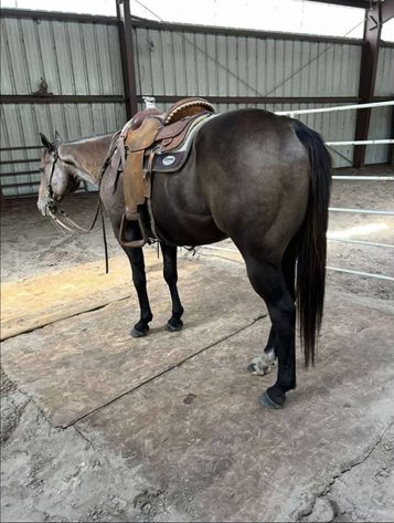 Image for Shamrock Livestock Market Horse Sale - WEDNESDAY, OCTOBER 22ND - O'Neill, Nebraska