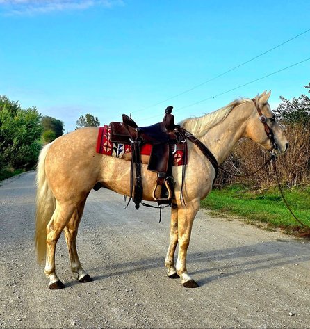 Image for Maryville Horse Sale  - SATURDAY, OCTOBER 25TH - Maryville, Missouri