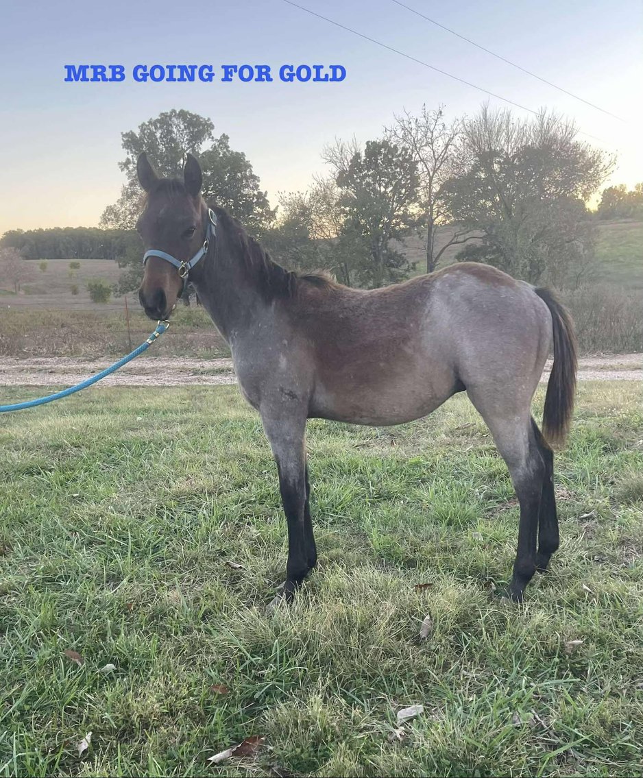 Image for Kingsville Livestock Auction Special Horse Sale - SATURDAY, OCTOBER 25TH - Kingsville, MO