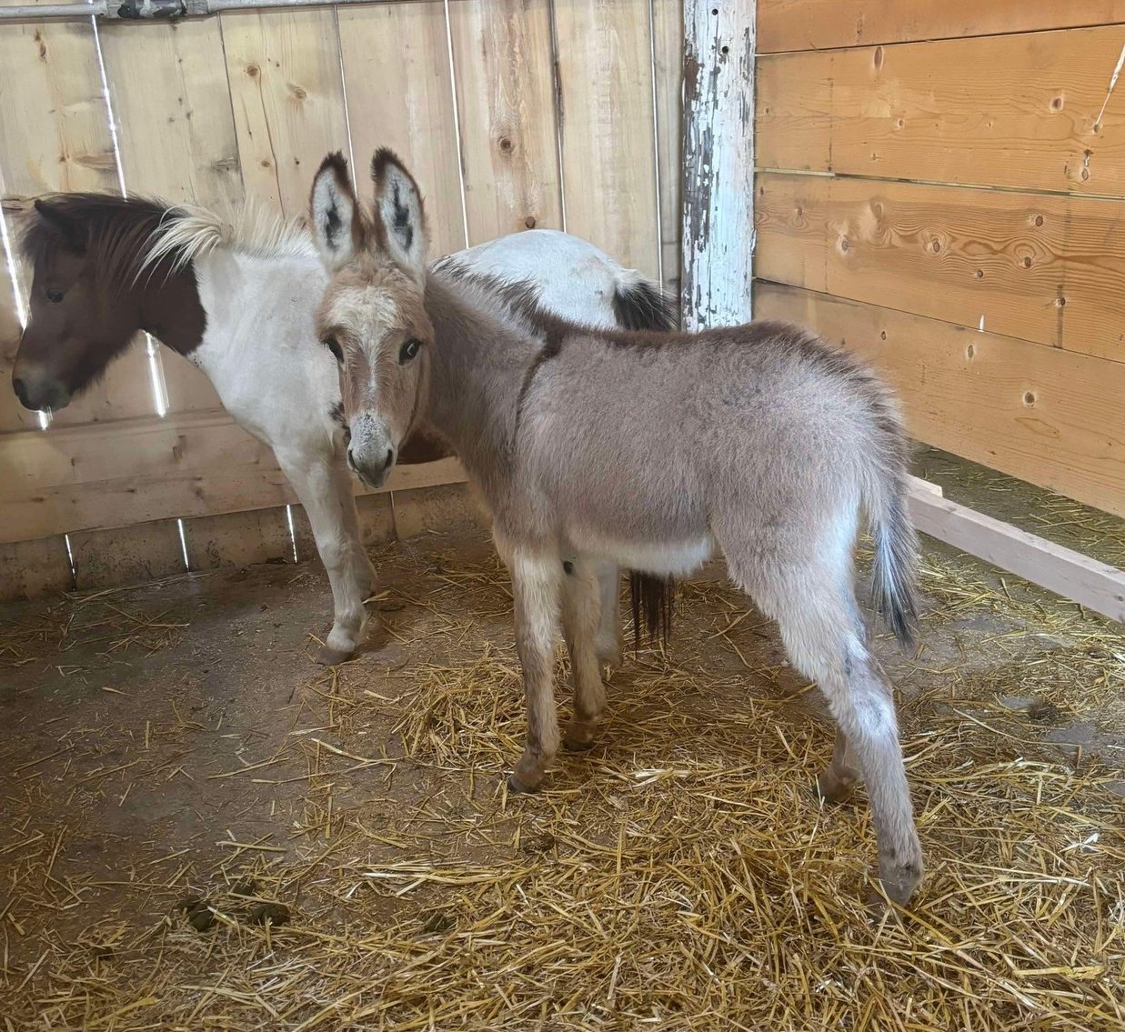 Image for Corsica Horse Sales Catalog Horse Sale   SATURDAY, NOVEMBER 1ST - Corsica, South Dakota