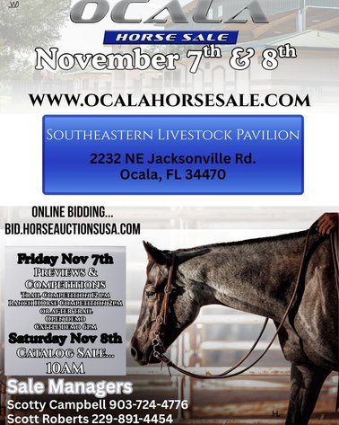 Image for Ocala Horse Sale - Saturday, November 8th - Ocala, Florida