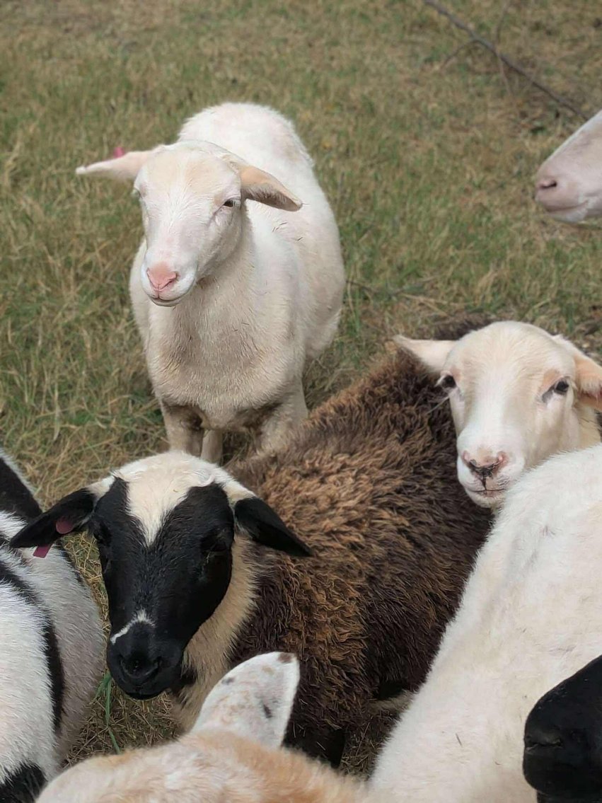 Image for Jones Livestock Auction THURSDAY NOVEMBER 6TH -  Jones, Oklahoma