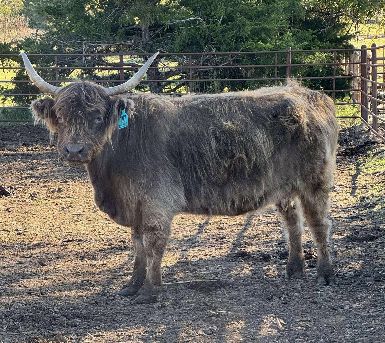 Image for Jones Livestock Auction THURSDAY NOVEMBER 6TH -  Jones, Oklahoma