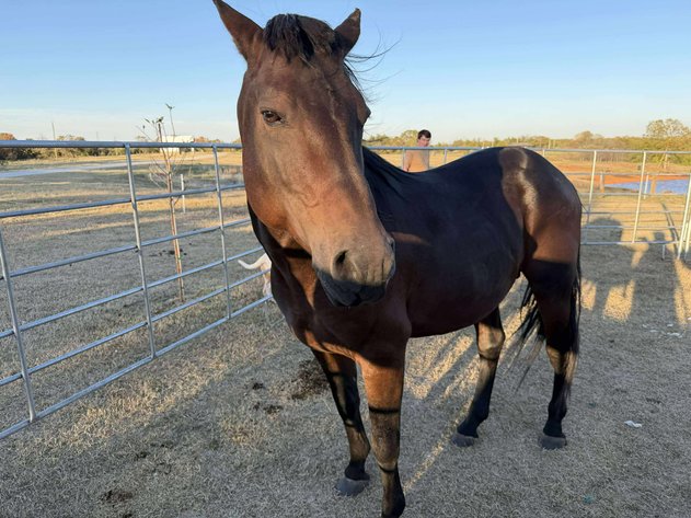 Image for Jones Livestock Auction HORSE & TACK SALE!   SATURDAY, NOVEMBER 8TH!