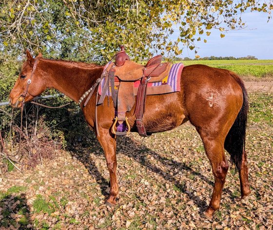 Image for Jones Livestock Auction HORSE & TACK SALE!   SATURDAY, NOVEMBER 8TH!