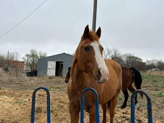 Image for Reno County Stockyards Horse Sale WEDNESDAY, NOVEMBER 12TH - South Hutchinson, KS
