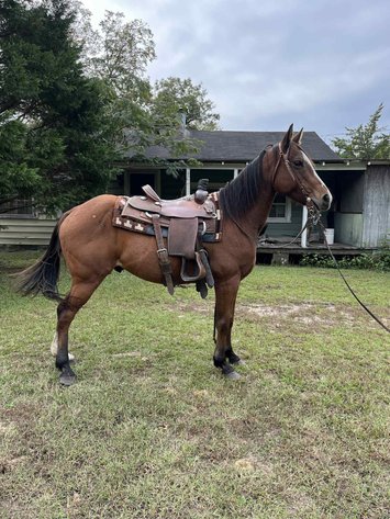 Image for Courtland Tack And Horse Auction- Saturday November 15, 2025