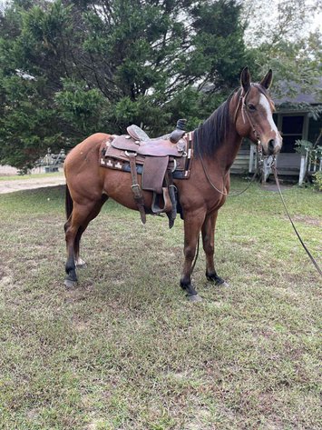 Image for Courtland Tack And Horse Auction- Saturday November 15, 2025