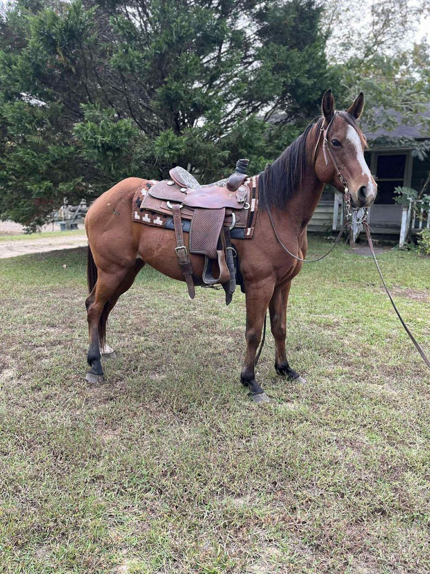 Image for Courtland Tack And Horse Auction- Saturday November 15, 2025