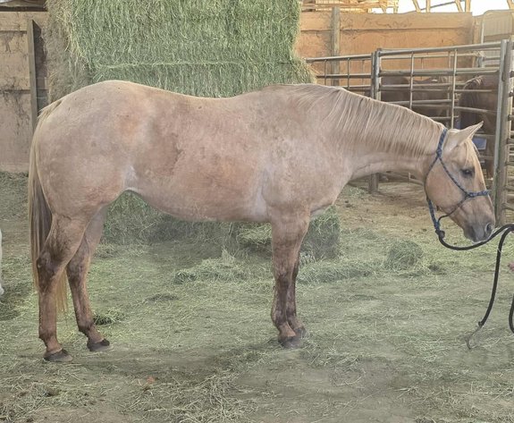 Image for Interstate Regional Stockyards Horse Sale - Cuba, Missouri WEDNESDAY NOVEMBER 19TH