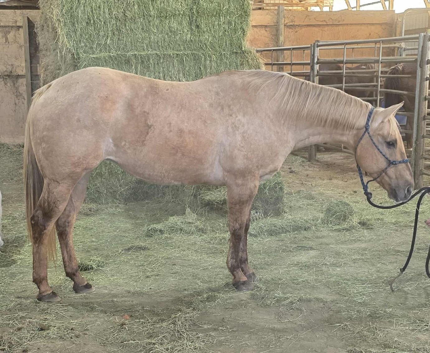 Image for Interstate Regional Stockyards Horse Sale - Cuba, Missouri WEDNESDAY NOVEMBER 19TH