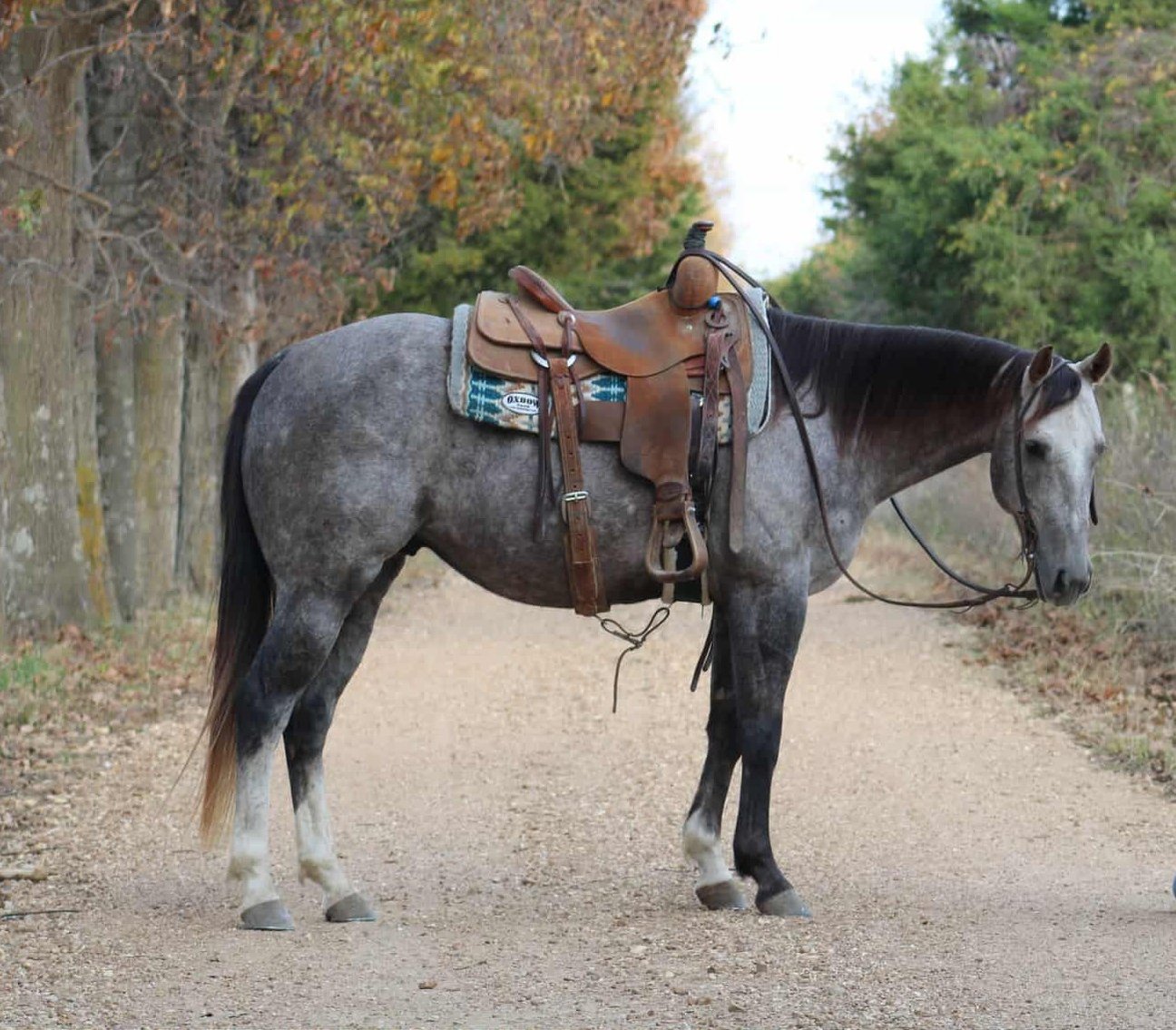 Image for Interstate Regional Stockyards Horse Sale - Cuba, Missouri WEDNESDAY NOVEMBER 19TH