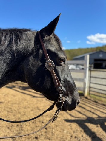 Image for Courtland Tack And Horse Auction- Saturday November 15, 2025