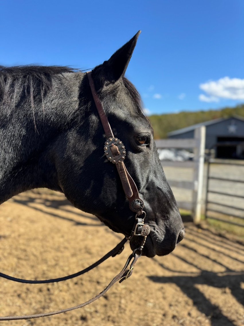 Image for Courtland Tack And Horse Auction- Saturday November 15, 2025