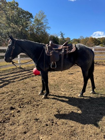 Image for Courtland Tack And Horse Auction- Saturday November 15, 2025