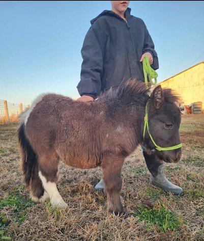 Image for Colfax Horse Sale - SUNDAY, NOVEMBER 16TH - Colfax, Iowa
