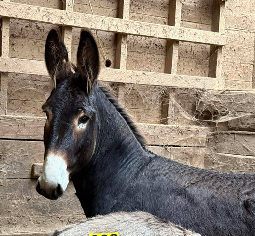 Image for Boonville Livestock Sales Fall Horse Sale - SATURDAY, NOVEMBER 22ND - Boonville, MO