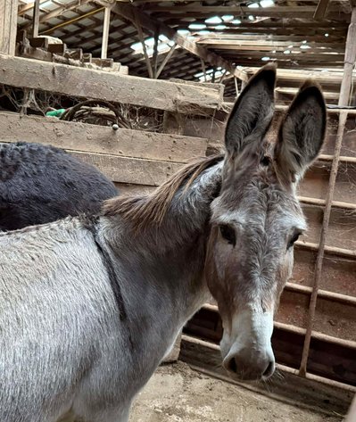 Image for Boonville Livestock Sales Fall Horse Sale - SATURDAY, NOVEMBER 22ND - Boonville, MO