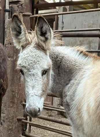 Image for Boonville Livestock Sales Fall Horse Sale - SATURDAY, NOVEMBER 22ND - Boonville, MO