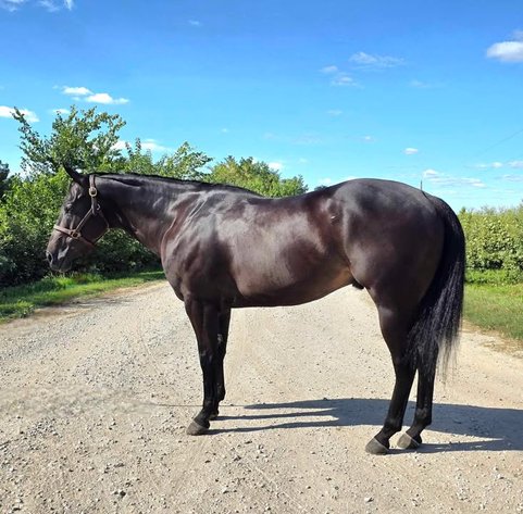 Image for Casino Classic NEW YEARS DAY All Breed Horse Sale - Oak Grove, Kentucky