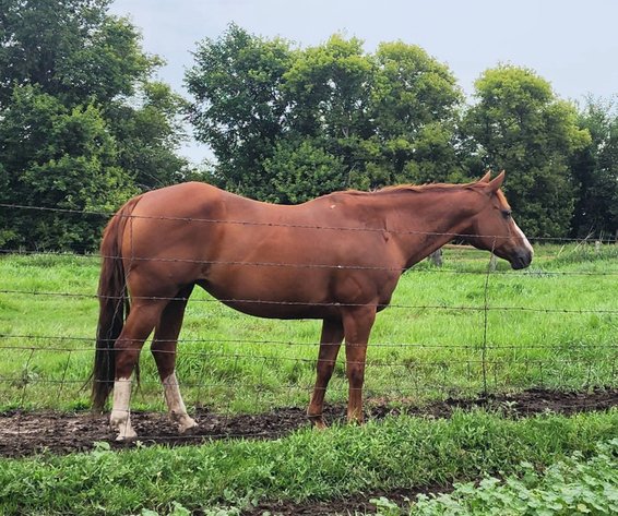 Image for Corsica Horse Sales Christmas Special Catalog Horse Sale   SATURDAY, DECEMBER 6TH - Corsica, South Dakota